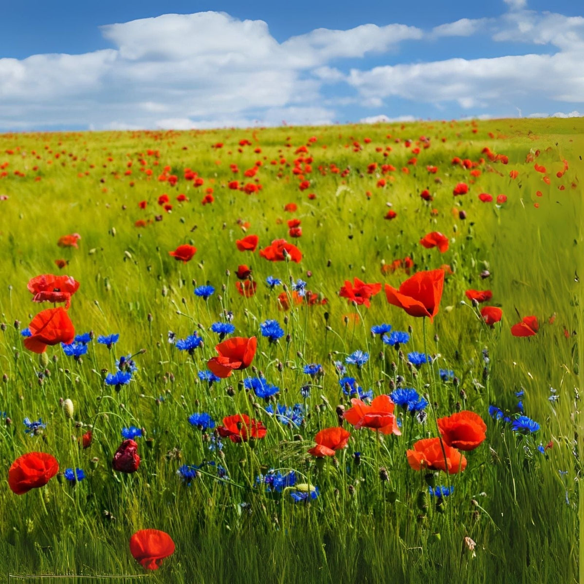 Wildflower Seed Mix - 200 Seeds - Red, White and Blue Blend - Native Wildflowers (Various Species)