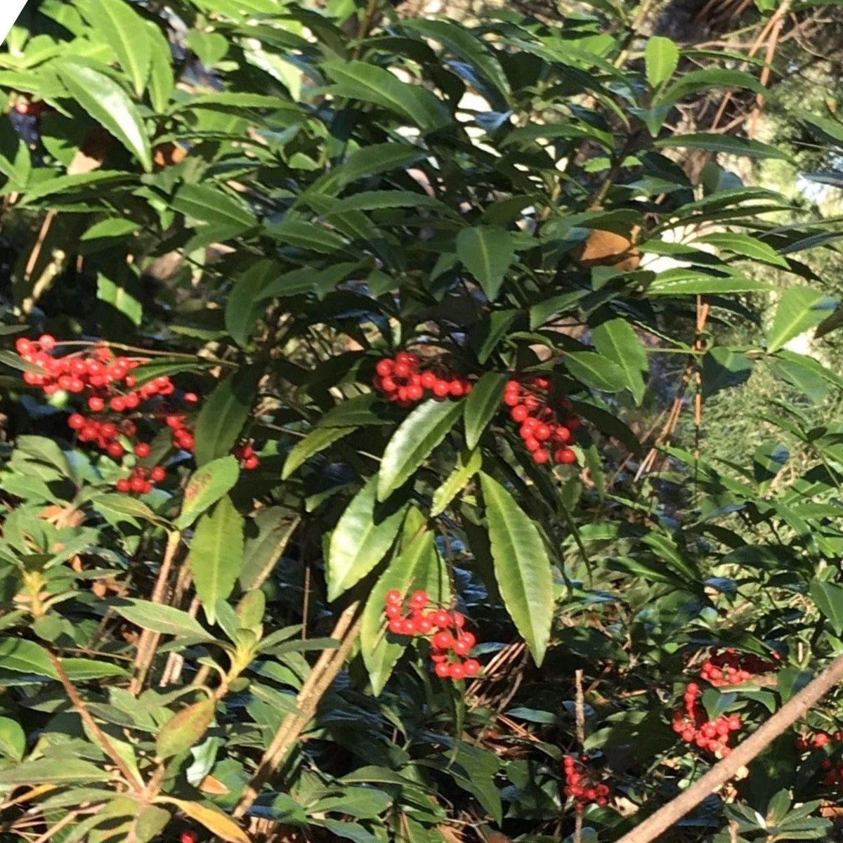 Organic Coral Berry Plants - 8” Tall Ardisia crenata - Set of 5 Native Ornamental Plants for Landscaping and Gardens
