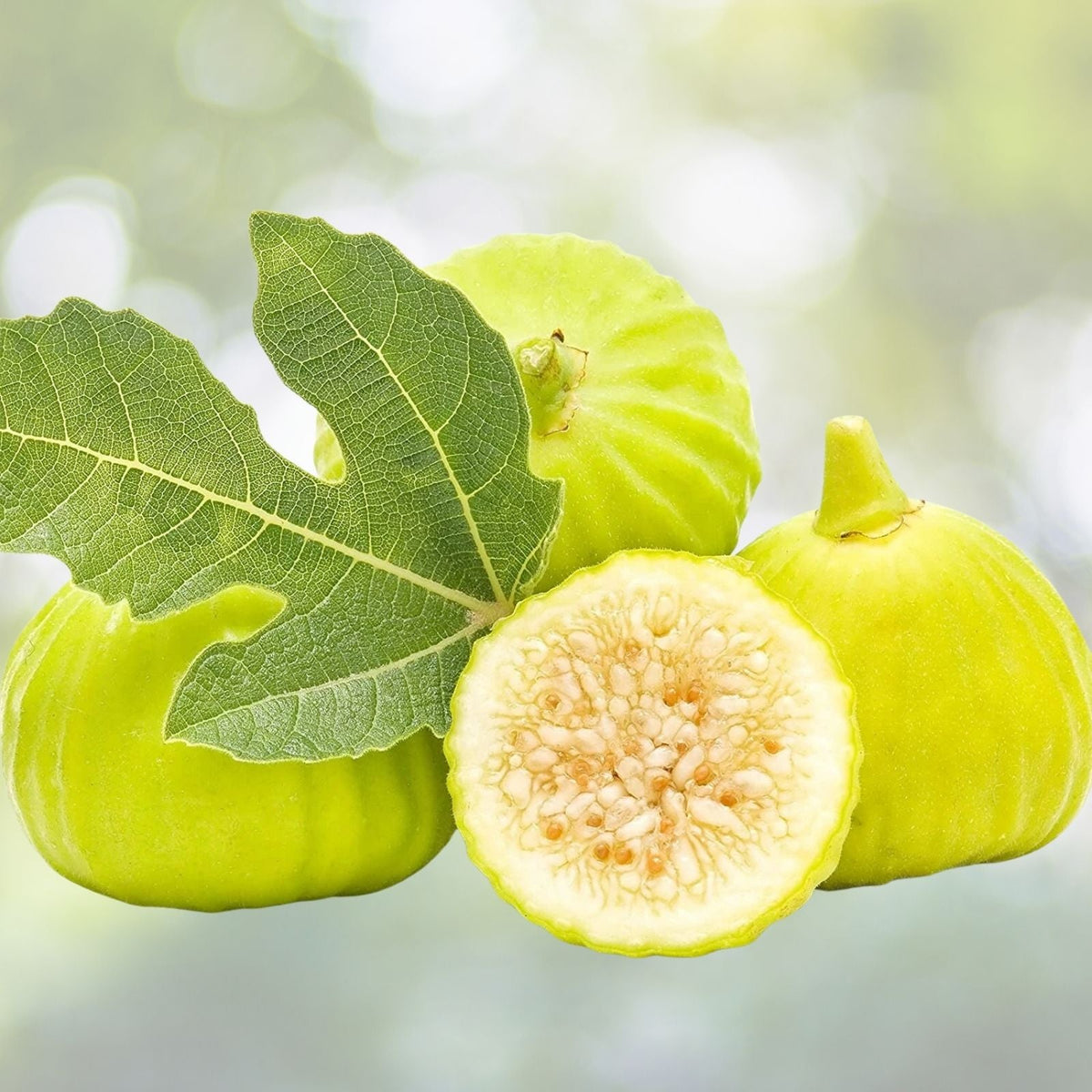 Marseilles Fig Potted Plant - Self-Pollinating Variety - Ficus carica - Ideal for Zones 7-9 - Live Root