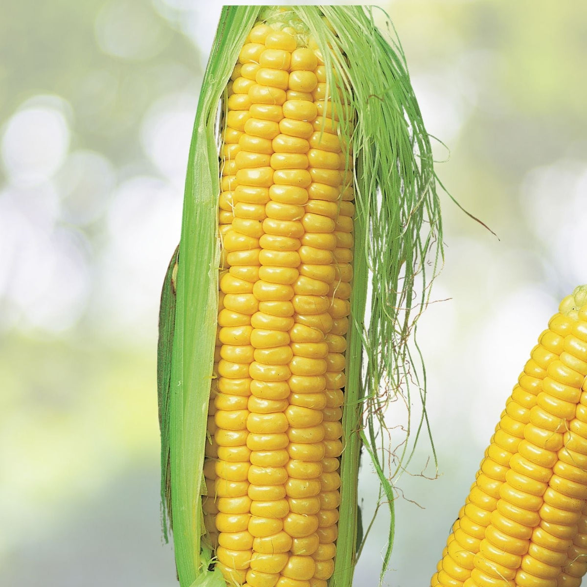 Whole Kernel Yellow Corn 25 lb Bag - Non-GMO Feed Grade - Zea Mays