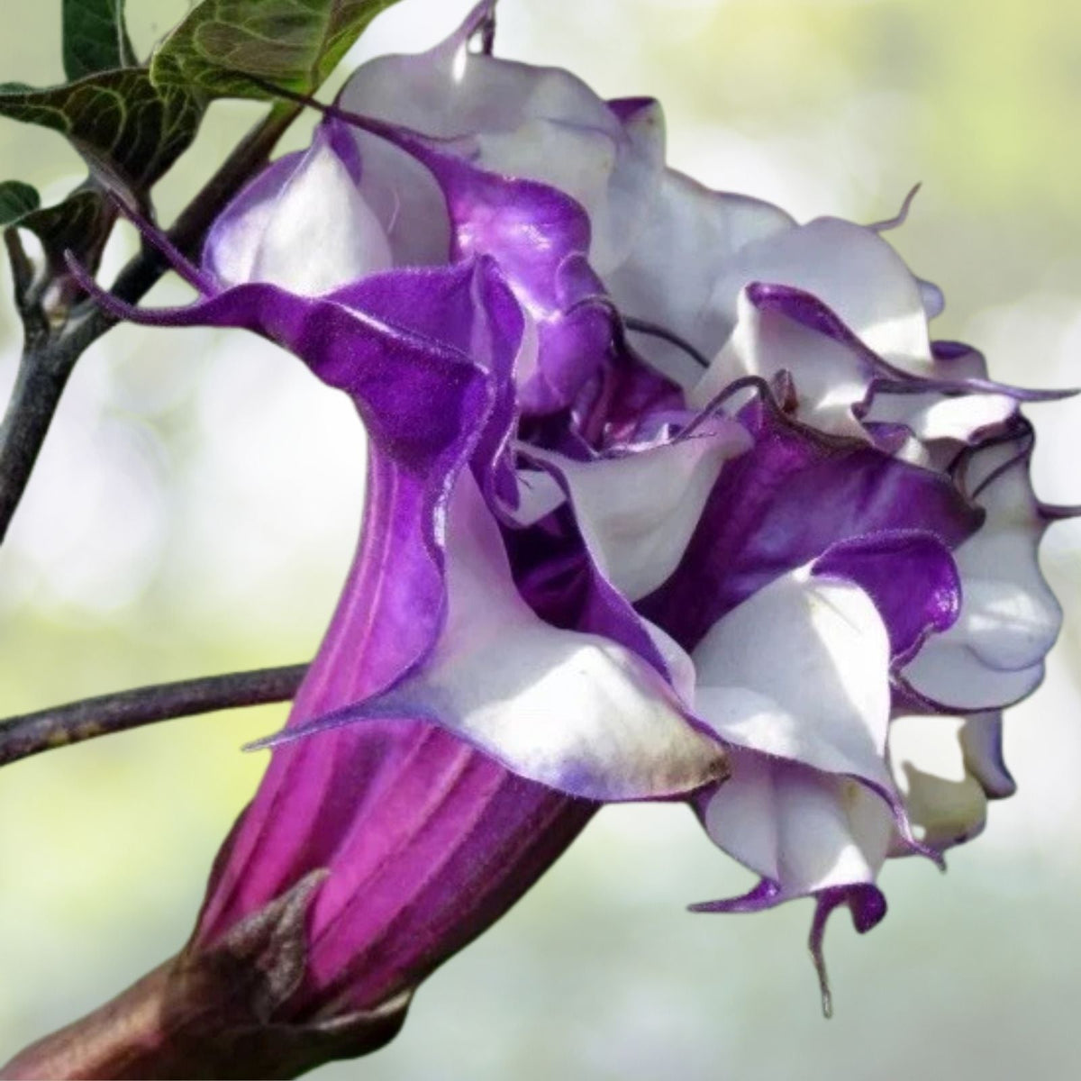 Purple Angel Trumpet Seedling, 8” Double Petals, Brugmansia spp., Beautiful Pot or Outdoor Plant