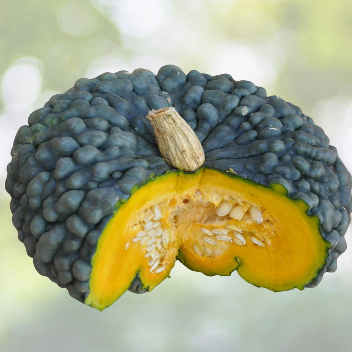 Marina di Chioggia Winter Squash Seeds - 10 Rare Seeds for Planting - Cucurbita maxima
