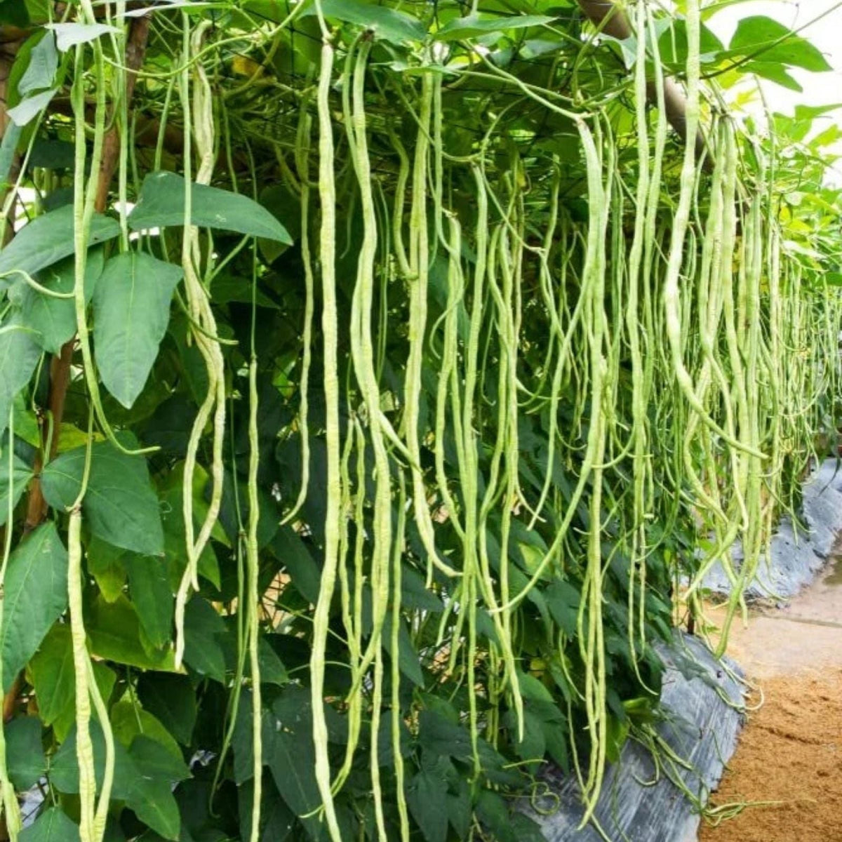 Yard Long Bean Seeds - 50 Seeds - Asparagus Bean, Snake Bean, Chi - Ideal for Home Gardening