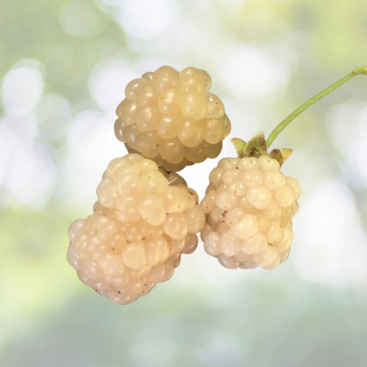 Snowbank White Blackberry Plant, Live Plant, Hardy Zones 5-8, Rubus fruticosus 'Snowbank'