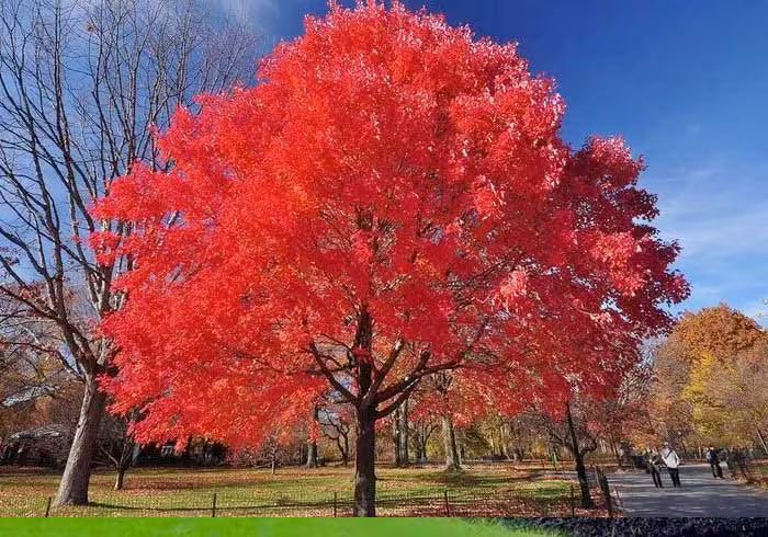 Red Maple Tree Bare Root 1-2 ft Acer rubrum Fall Color Fast Growing Shade Tree Native Landscaping