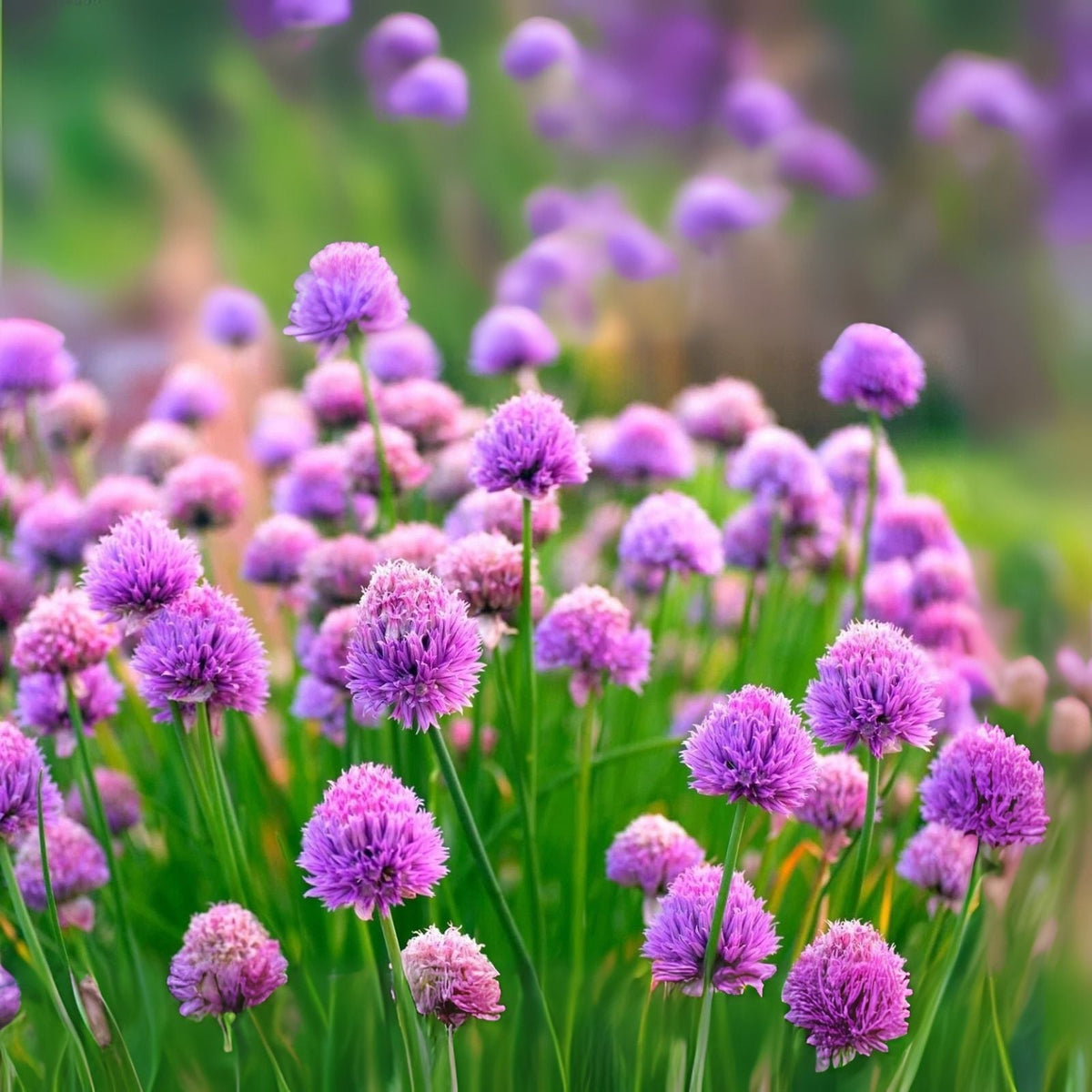 Wild Chives Seeds - 200 Non-GMO Heirloom Seeds for Planting - Allium schoenoprasum