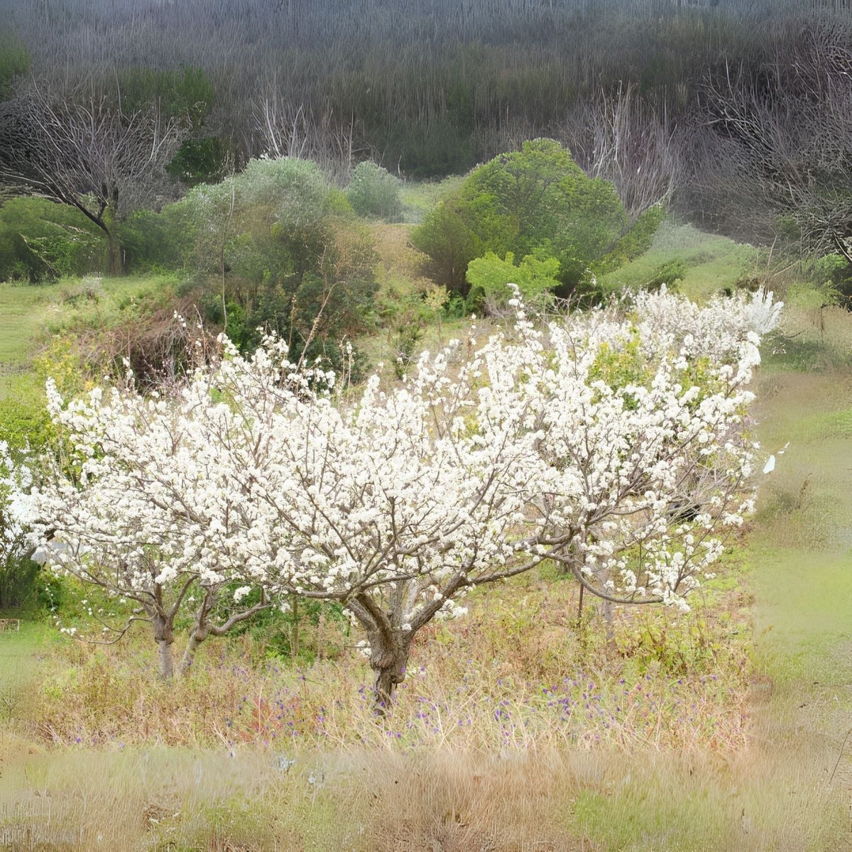 Wild Plum Tree Seeds - 10 Seeds of Prunus umbellata - USA Grown, Ideal for Home Gardens and Landscaping