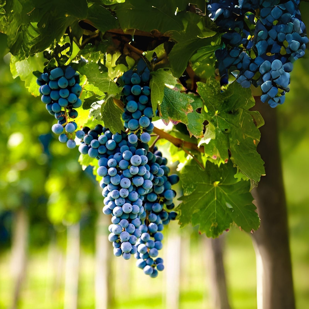 Wine Grape Vine Seeds - 50 Pack for Planting - Ideal for Home Gardens - Vitis vinifera - Ships from Iowa, USA