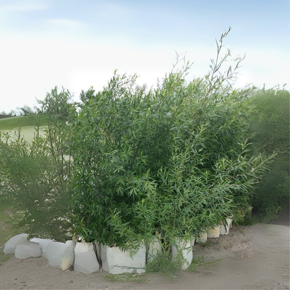 Willow Cuttings for Biofuel - Fresh Planting Cuttings - Fast Growing Biomass - Salix spp.