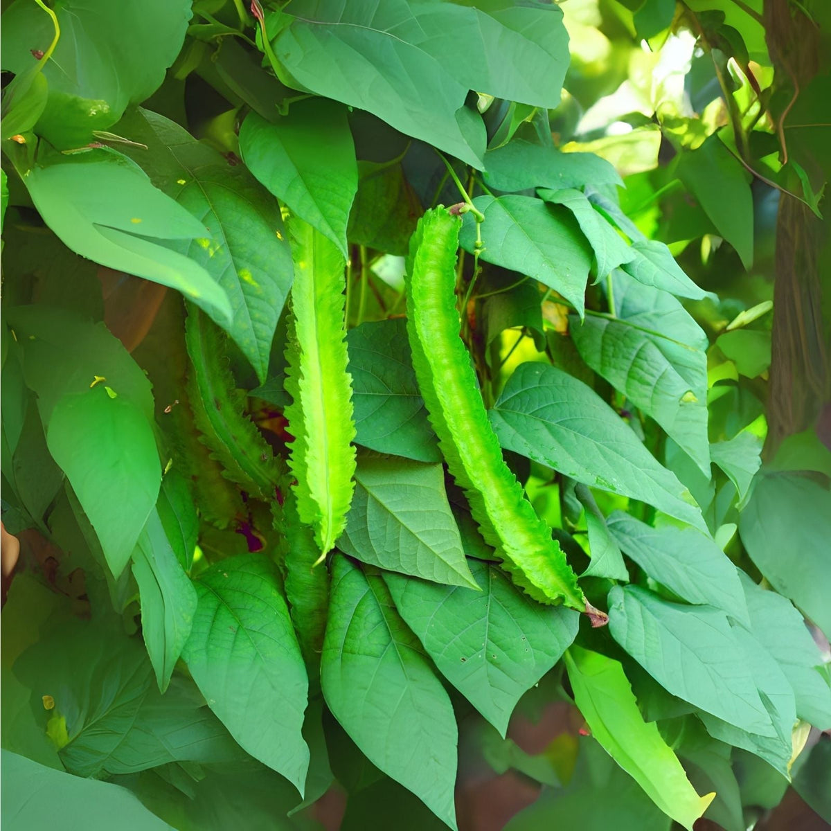 Wing Bean Seeds - 15 Pack - Easy to Grow Exotic Asian Winged Bean - Psophocarpus tetragonolobus