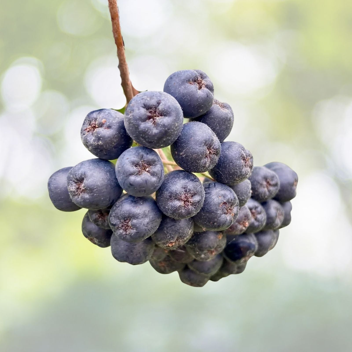 Viking Aronia Berry Plant - Live Rooted Starter Plant - Zones 3-8 - Aronia melanocarpa
