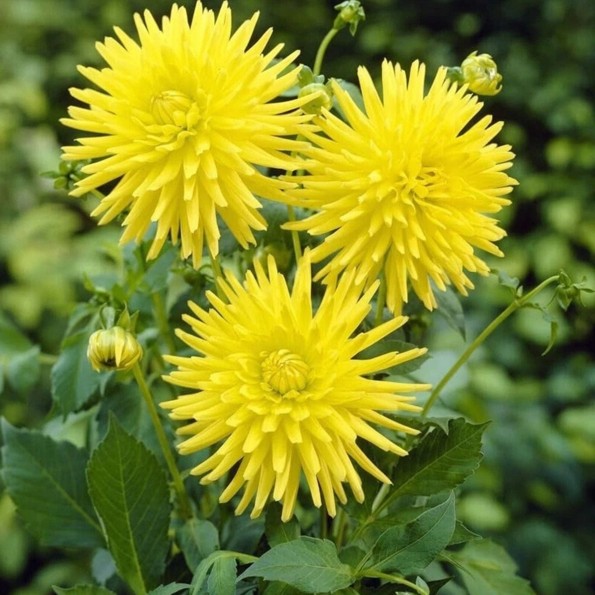 Yellow Cactus Dahlia Tubers for Planting - Dahlia pinnata - Garden Flowers, Perennial Bulbs, Vibrant Yellow Blooms