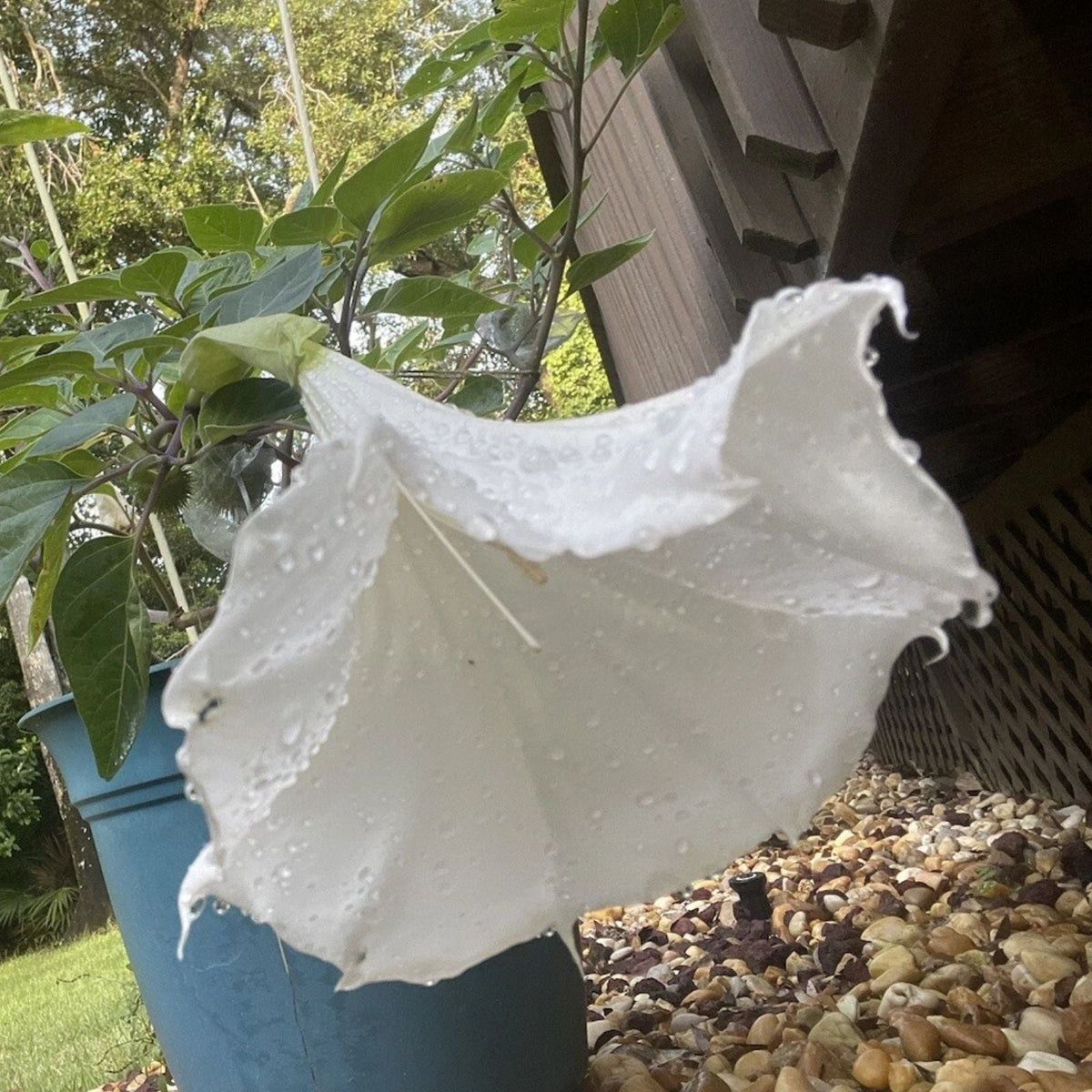 10 Seeds White Trumpet Flower, Angel Trumpet, Moon Flower, Devil's Trumpet (Brugmansia)