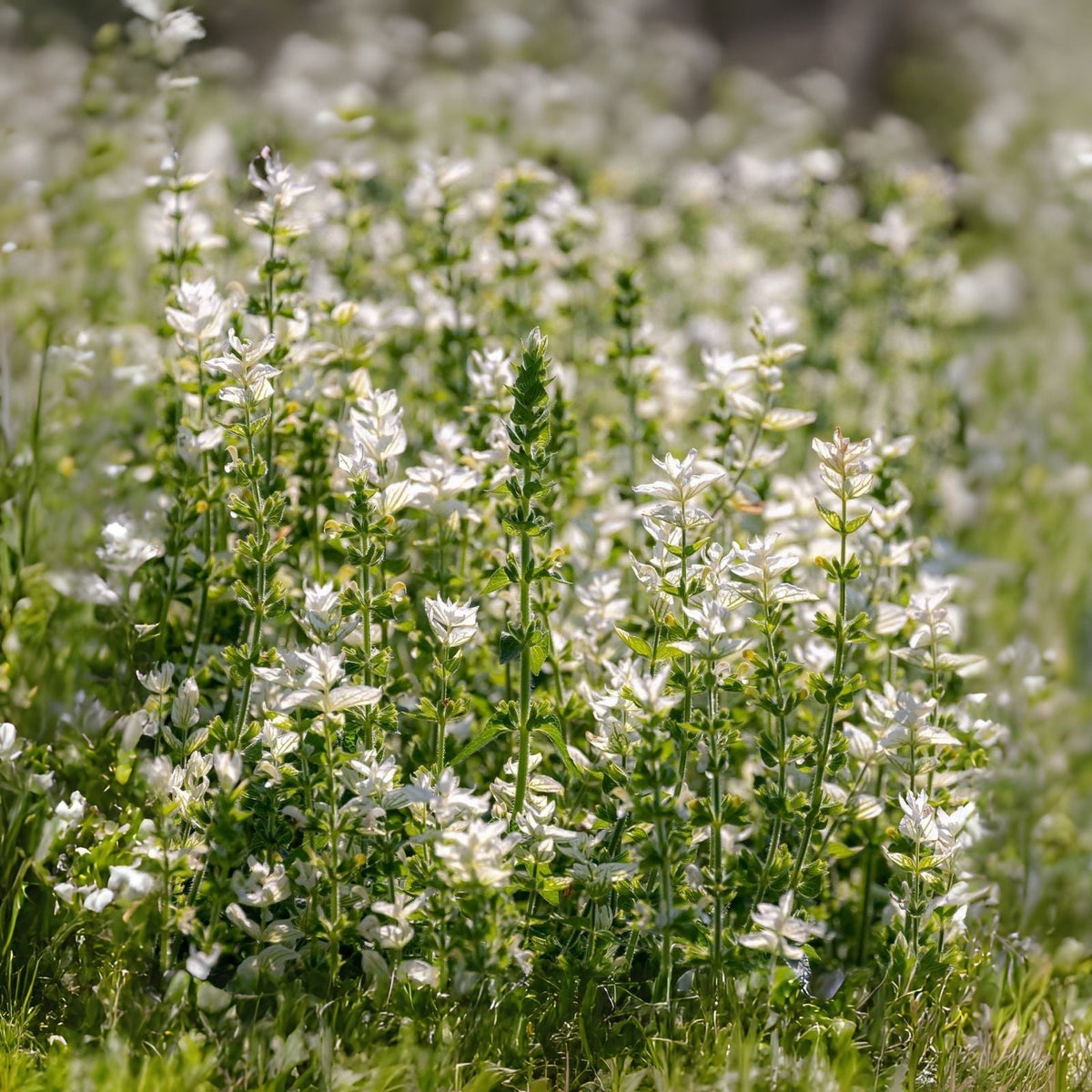 White Swan Clary Sage Flower Seeds - 100 Seeds - Salvia sclarea - Premium Gardening Seeds for Planting