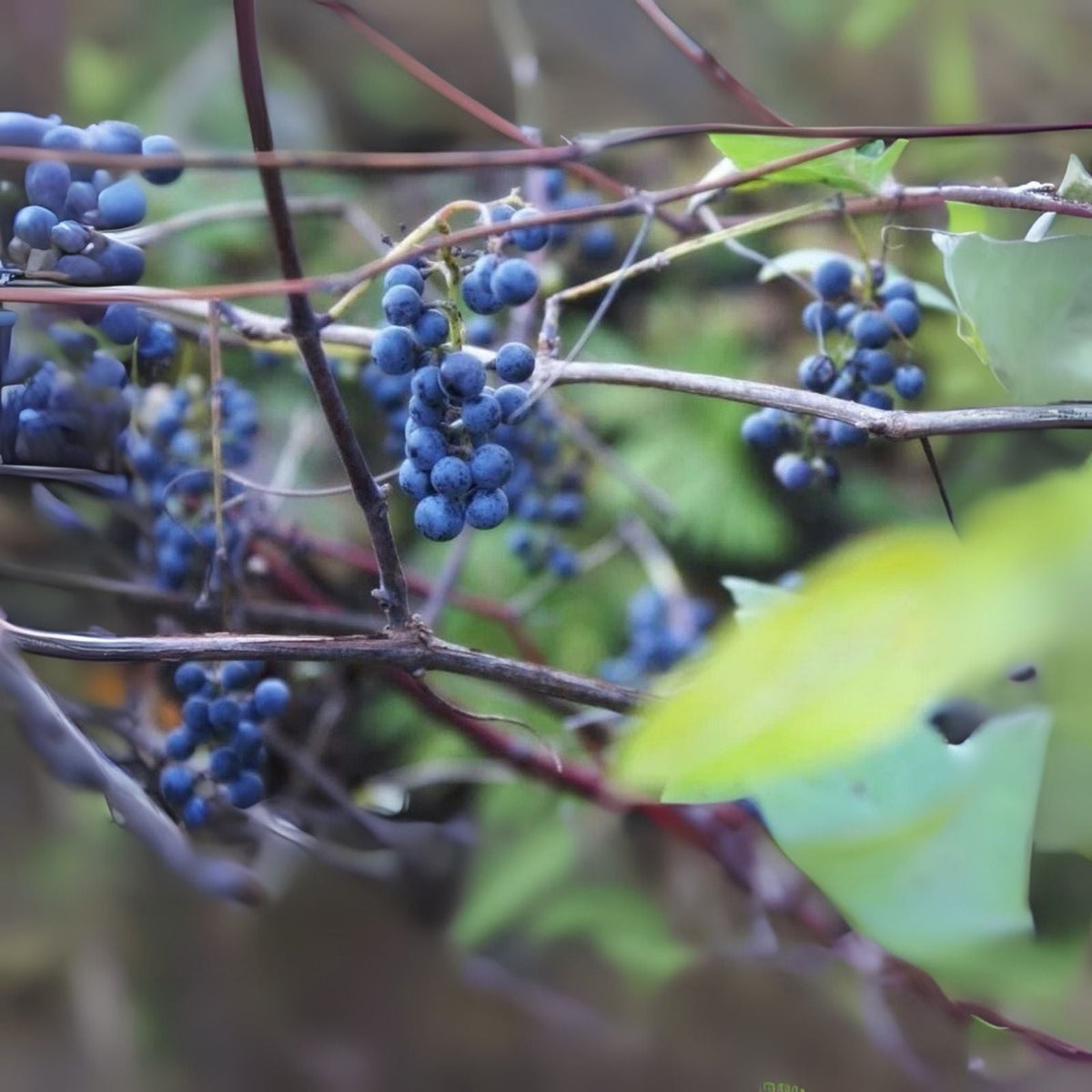 Wild Grape Vine Seedlings - Vitis riparia - Organic Planting Material for Home Gardens and Landscaping
