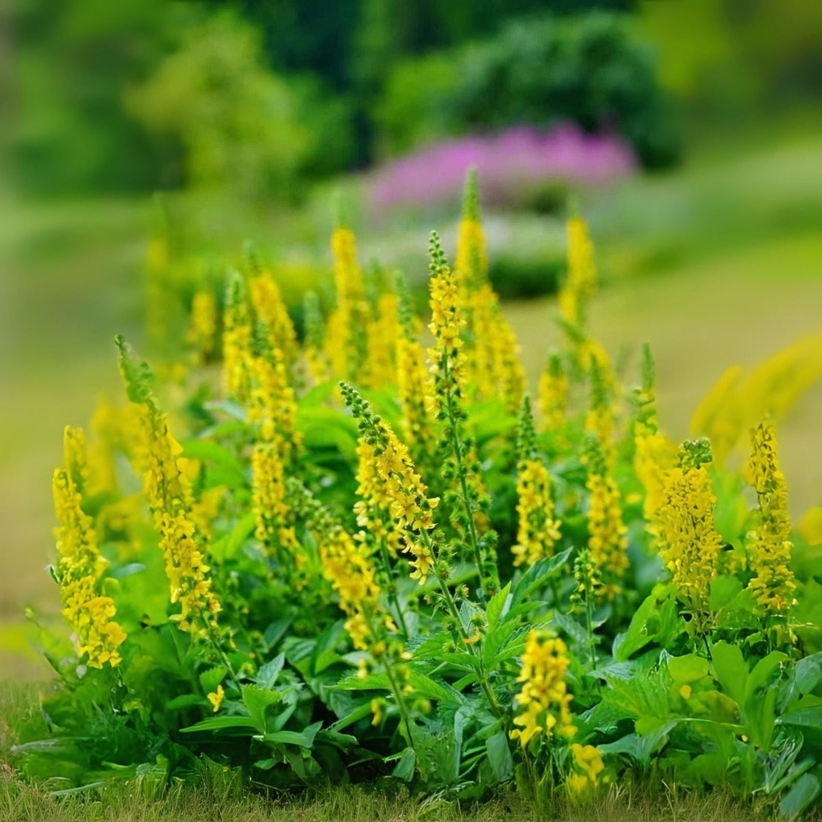 Wildflower Seeds for Planting - Church Steeples (100 Seeds) - Agrimonia eupatoria - Native Pollinator Friendly