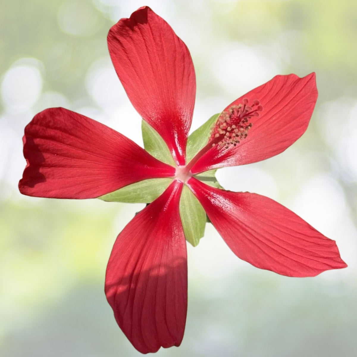 Scarlet Rosemallow Seeds - 20 Seeds - Texas Star Hibiscus coccineus - Vibrant Red Flowering Plant Seeds for Garden
