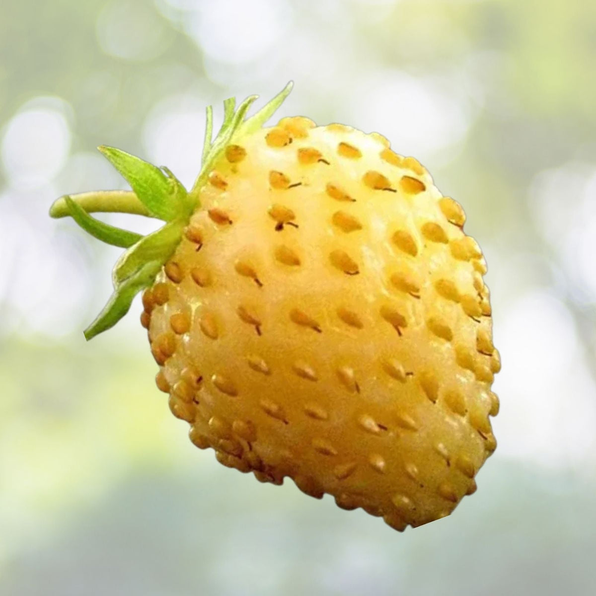 Yellow Wonder Strawberry Seeds (50 Seeds) - Non-GMO Fruit Seeds - Fragaria × ananassa