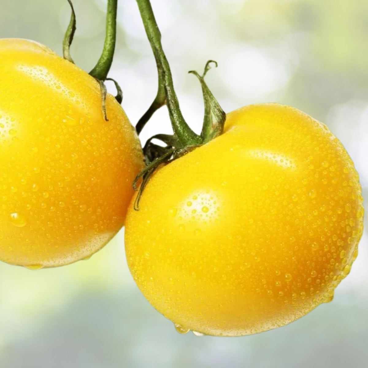 Yellow Tomato Seeds - 50+ Seeds, Sunny Boy Variety - Perfect for Planting, Heirloom Quality, Made in USA - Solanum lycopersicum