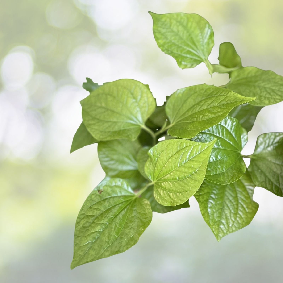 Live Organic Piper Lolot Plants (Lá Lốt) - 12"+ Bare Roots for Culinary Use - Fresh Herb, Edible Leaves (Piper sarmentosum)