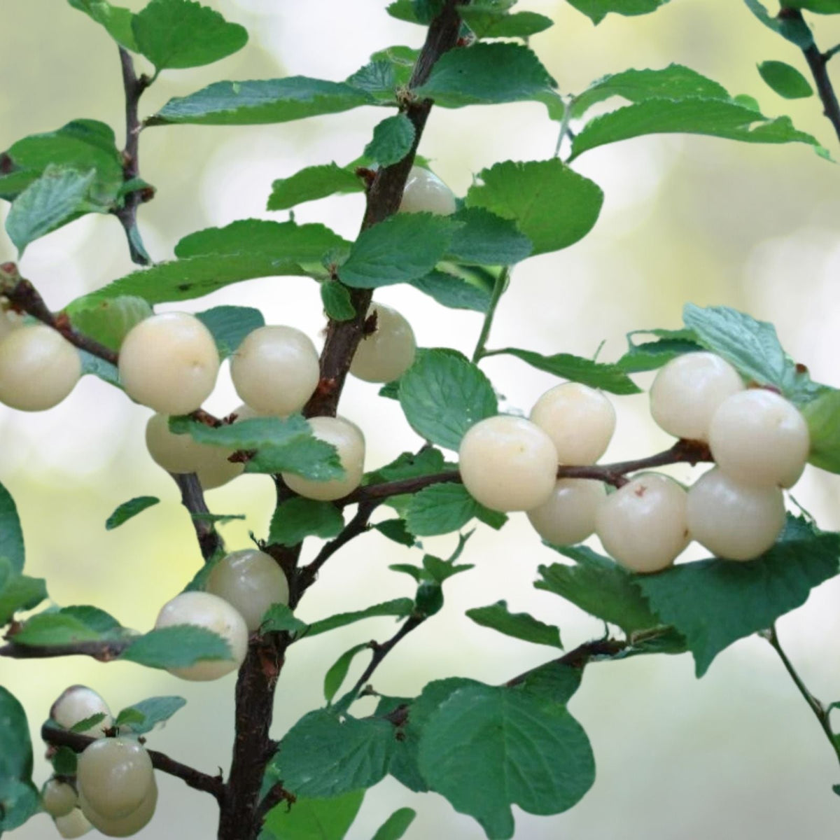 Nanking White Sweet Bush Cherry Plant - Rooted, Non-Self-Pollinating, Zones 2-7, Prunus tomentosa