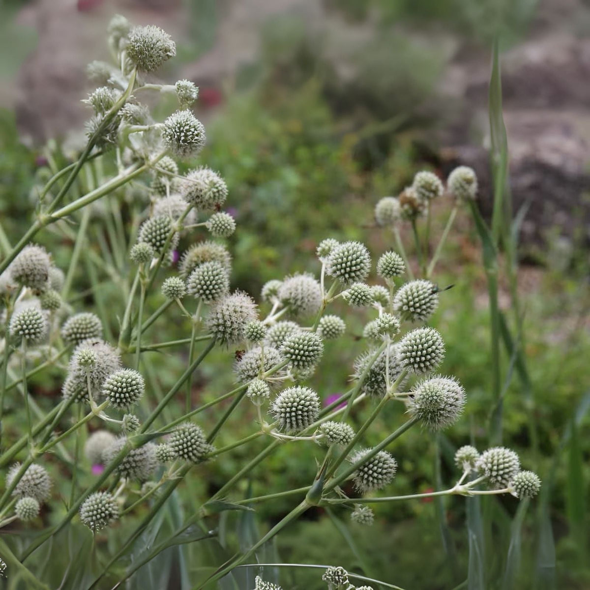 White Glitter Sea Holly Seeds - 25 Eryngium Flower Seeds - Drought-Tolerant Perennial Plant