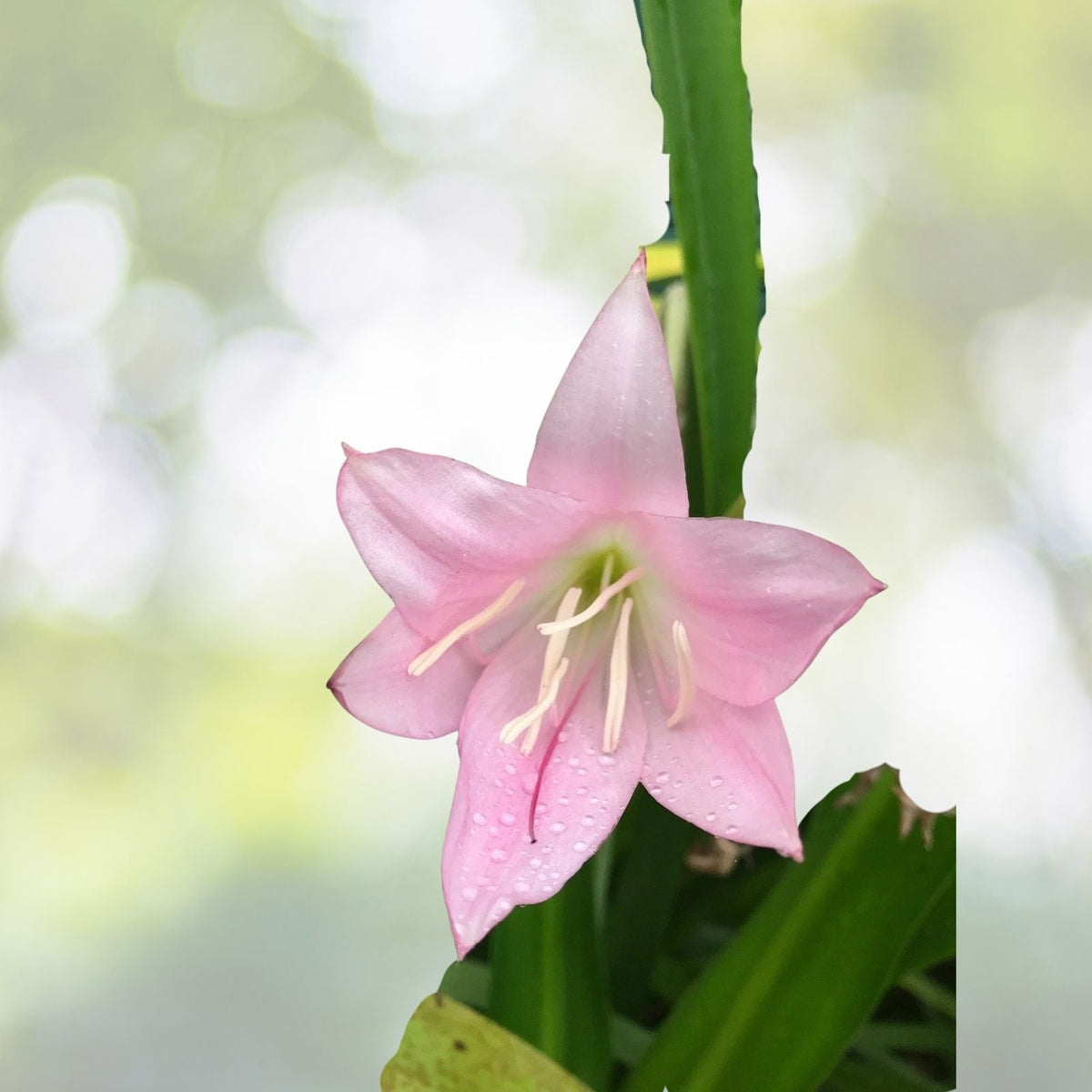 Pink Crinum Lily Combo Set - 2 Belladonna & 2 Red Amaryllis - 3+ Inch Size - Perfect for Gardens - Crinum asiaticum