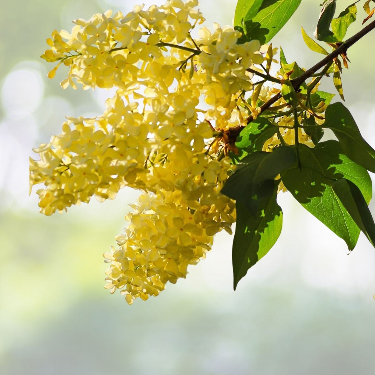 Yellow Lilac Seeds - 50+ Seeds - Highly Prized for Bonsai - Syringa vulgaris
