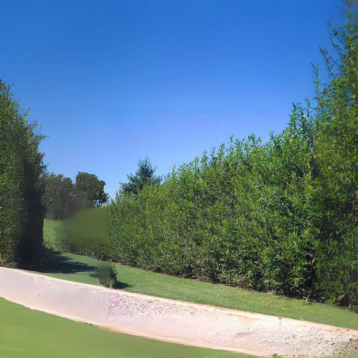 Natural Privacy Fence - 60 Ft Long - Fast Growing Hybrid Willow Trees - Salix × sepulcralis