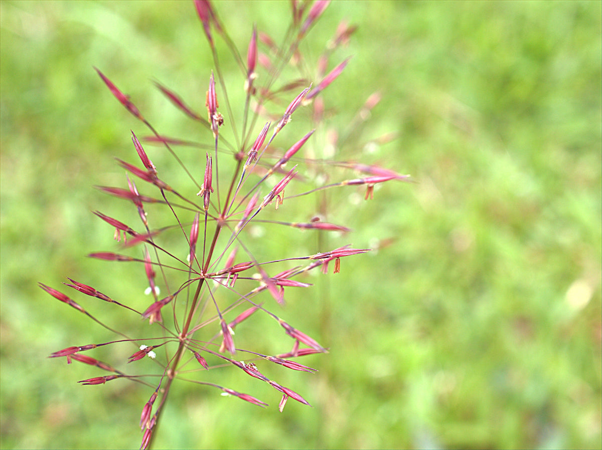100 RUBY SILK LOVEGRASS Ornamental Love Grass Eragrostis Tef Seeds