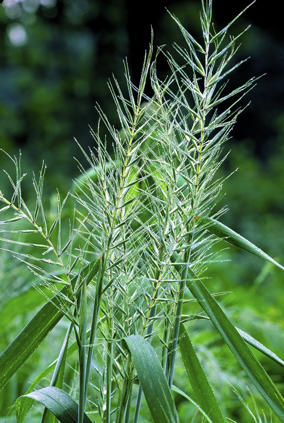 25 BOTTLEBRUSH GRASS Ornamental Shade Elymus Hystrix Patula Seeds