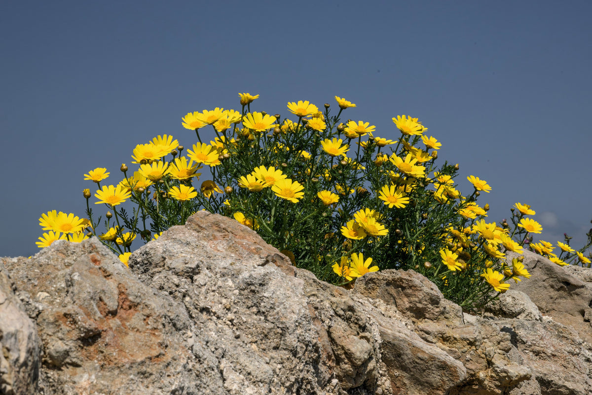 500 YELLOW CHRYSANTHEMUM Flower Seeds