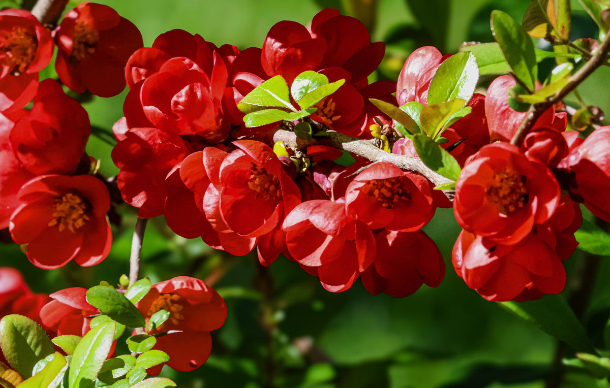 20 Red Flowering DWARF QUINCE Shrub Fruit Chaenomeles Japonica Scarlet Seeds