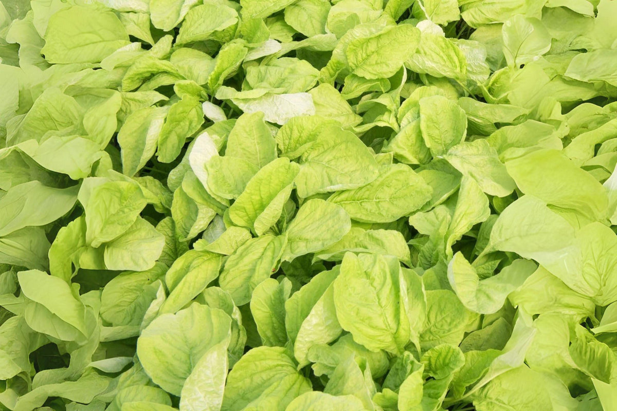 Edible Amaranth Seeds 500 Pack – White Light Green, Heirloom, Microgreens & Garden Planting – Amaranthus tricolor