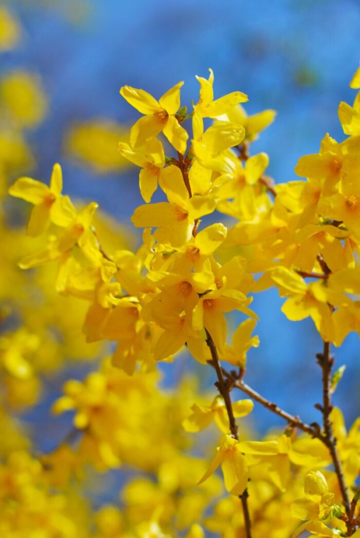 10 Lynwood Golden Forsythia Cuttings | Forsythia ร intermedia Unrooted Shrubs | Yellow Flowering Hedge Propagation Stems