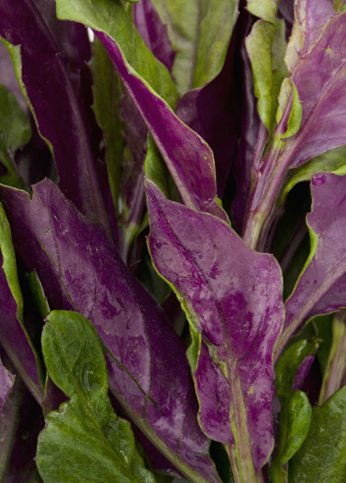 Okinawan Spinach Gynura crepioides Perennial Green Leafy Vegetable for Salads & Cooking