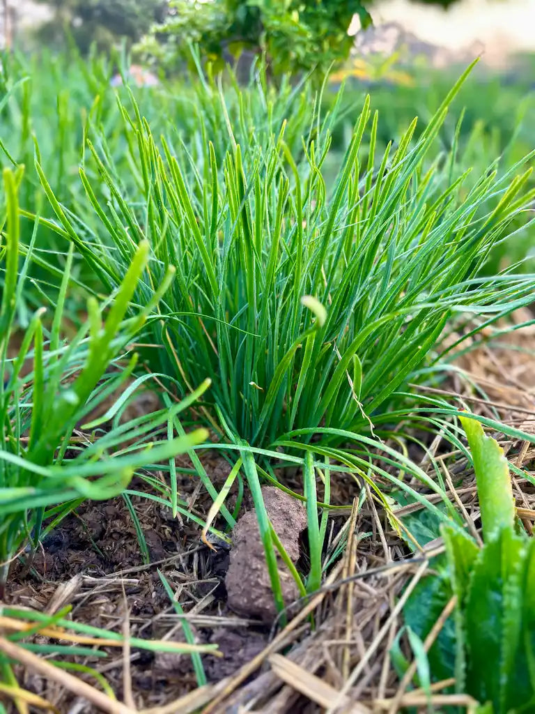 Organic Garlic Chives Plants Bare Root Allium tuberosum - Culinary & Medicinal Herb Starter