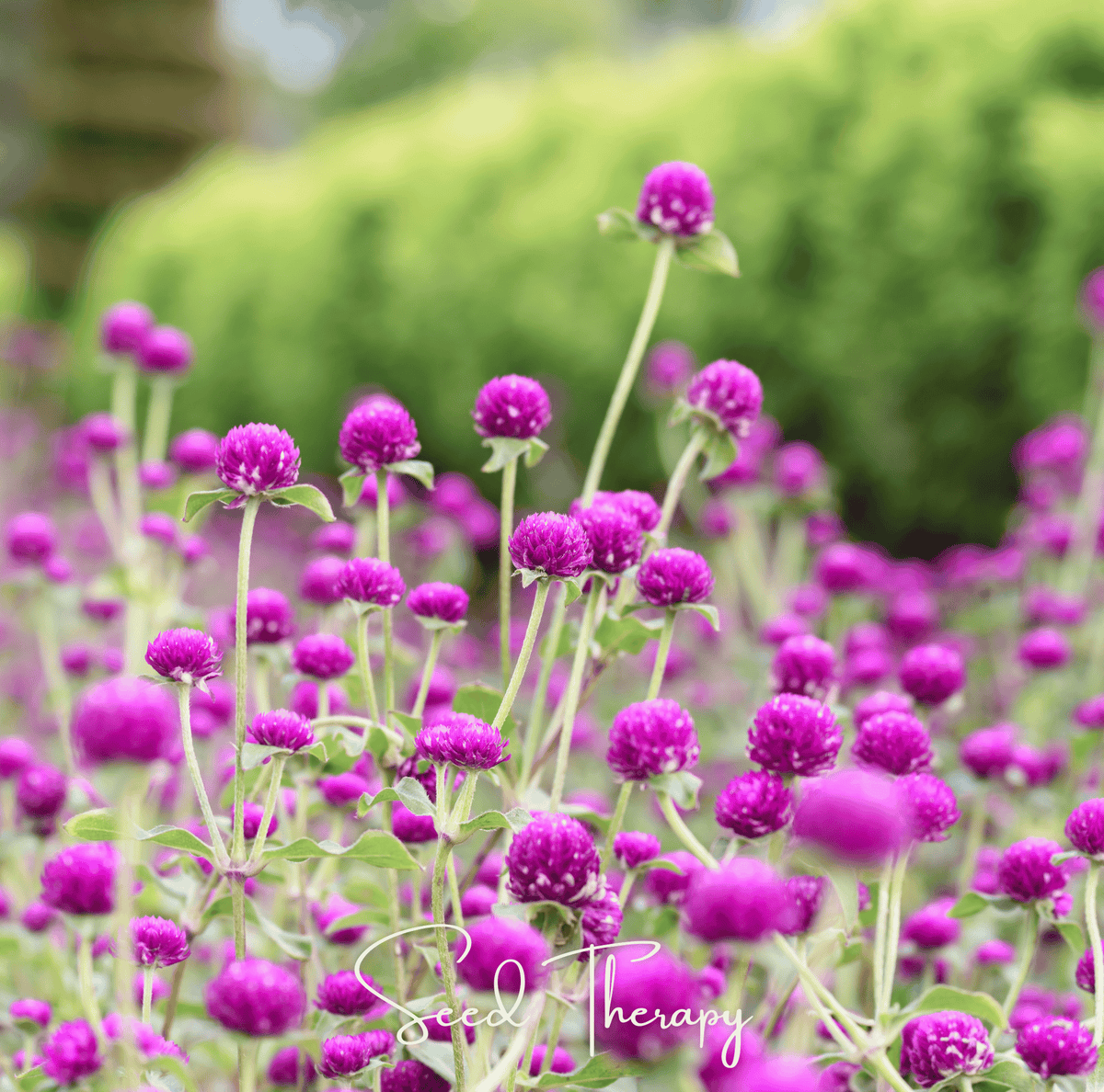 Purple Globosa Gomphrena Seeds – Globe Amaranth Heirloom, Vibrant Purple, Long-Lasting Cut Flowers, Drought Tolerant, Annual, Gomphrena globosa