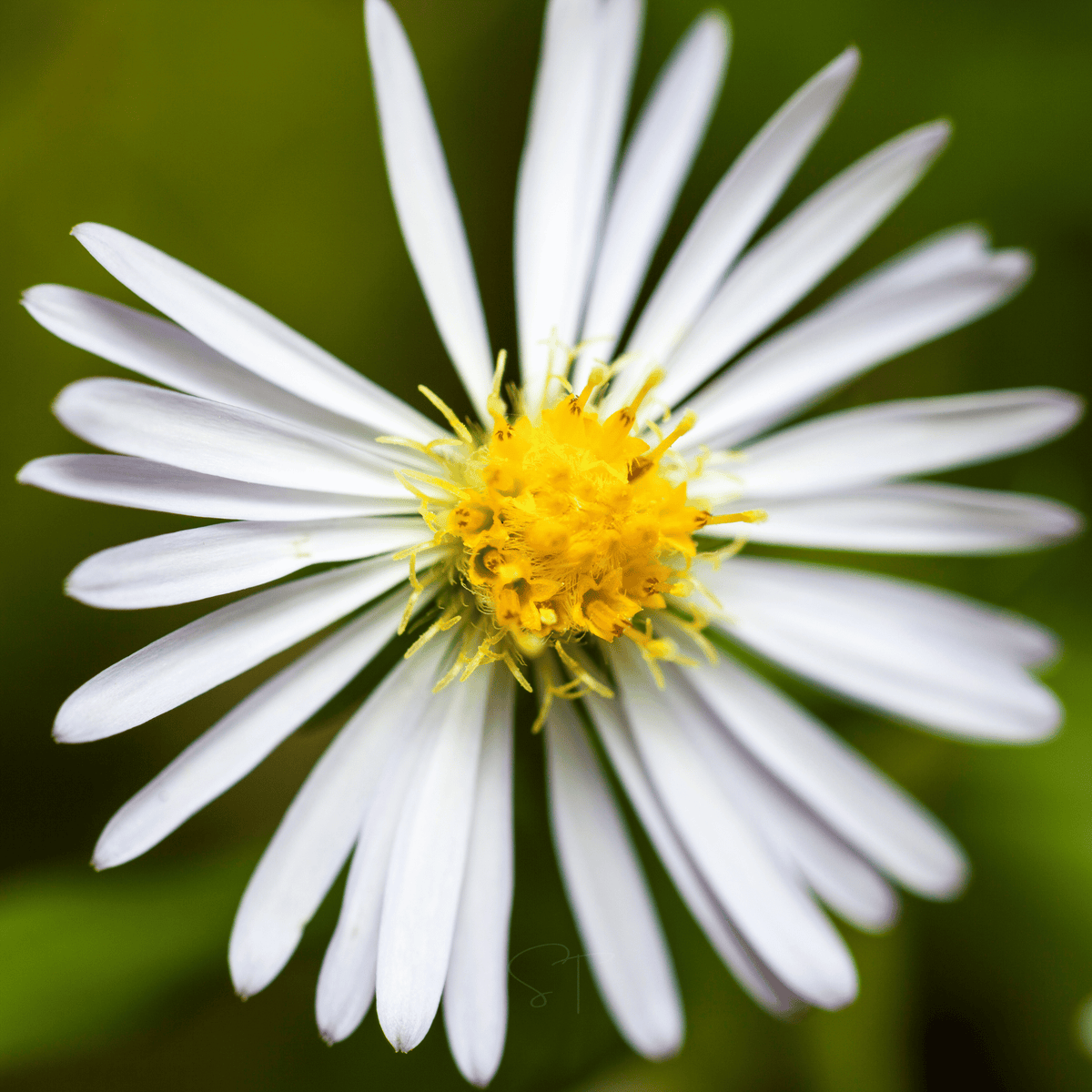 Heath White Aster – 50 Seeds