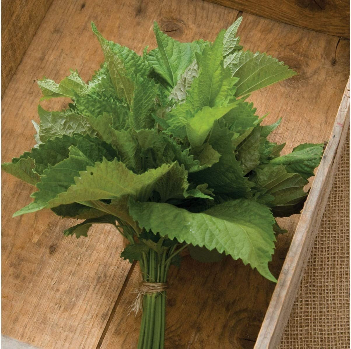 Herb Shiso Green - 200 Seeds - Non-Gmo Heirloom
