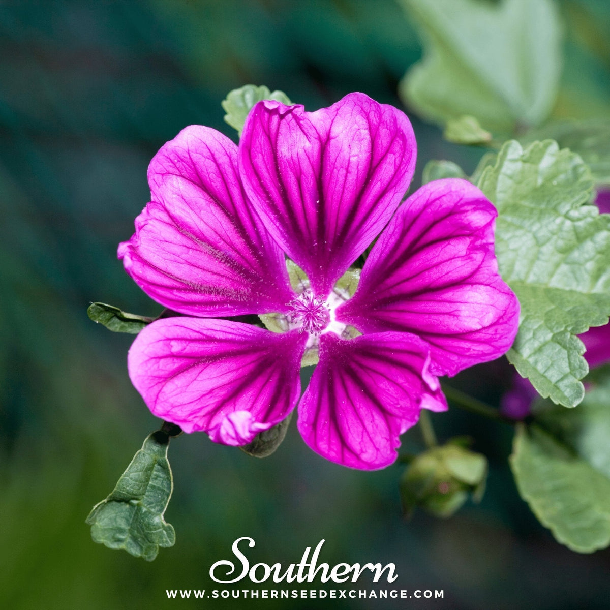 French Hollyhock Seeds – Heirloom Malva sylvestris, Lavender & Purple, Perennial, 25 Seeds