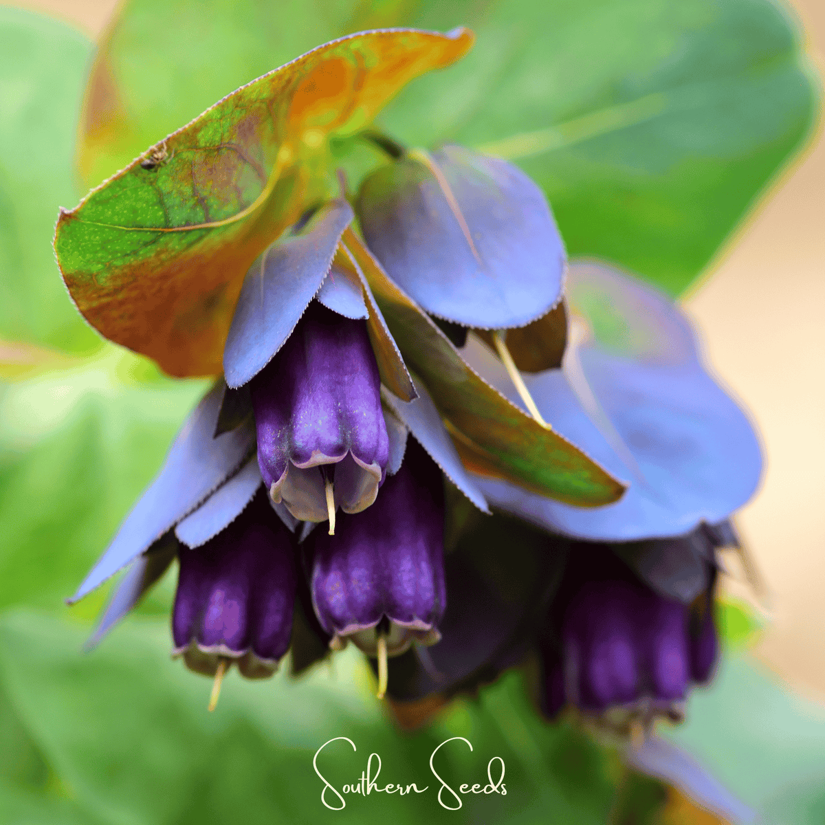 Blue Shrimp Honeywort Seeds - Heirloom Annual Flower for Pollinators - Cerinthe major purpurascens, 10 Seeds