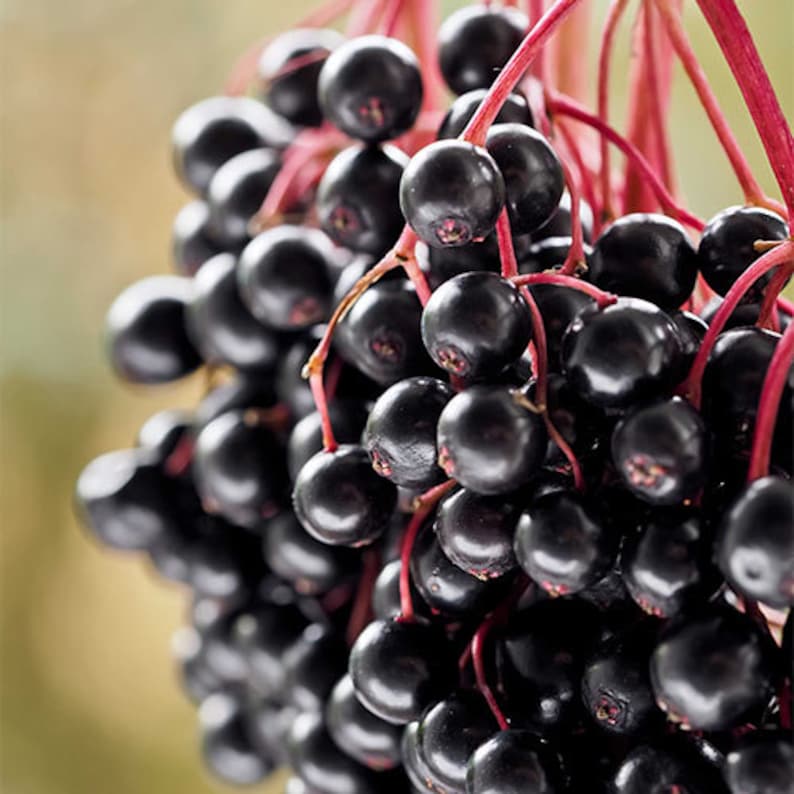 Elderberry Plant 4" Container Sambucus Canadensis Deciduous Shrub for Wildlife, White Flowers, Zones 3-9