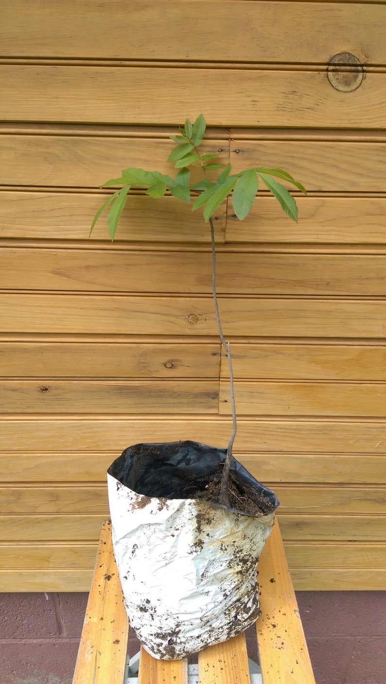 Pecan Tree Seedlings 6-12 Inches, Carya illinoinensis, 2 Live Outdoor Grown Nut Trees for Landscaping & Wildlife Habitat