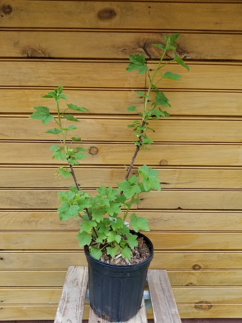 Imperial White Currant Plants – 6-12 Inches – Ribes sativum – 2 Live Bushes for Fruit & Ornamental Gardens