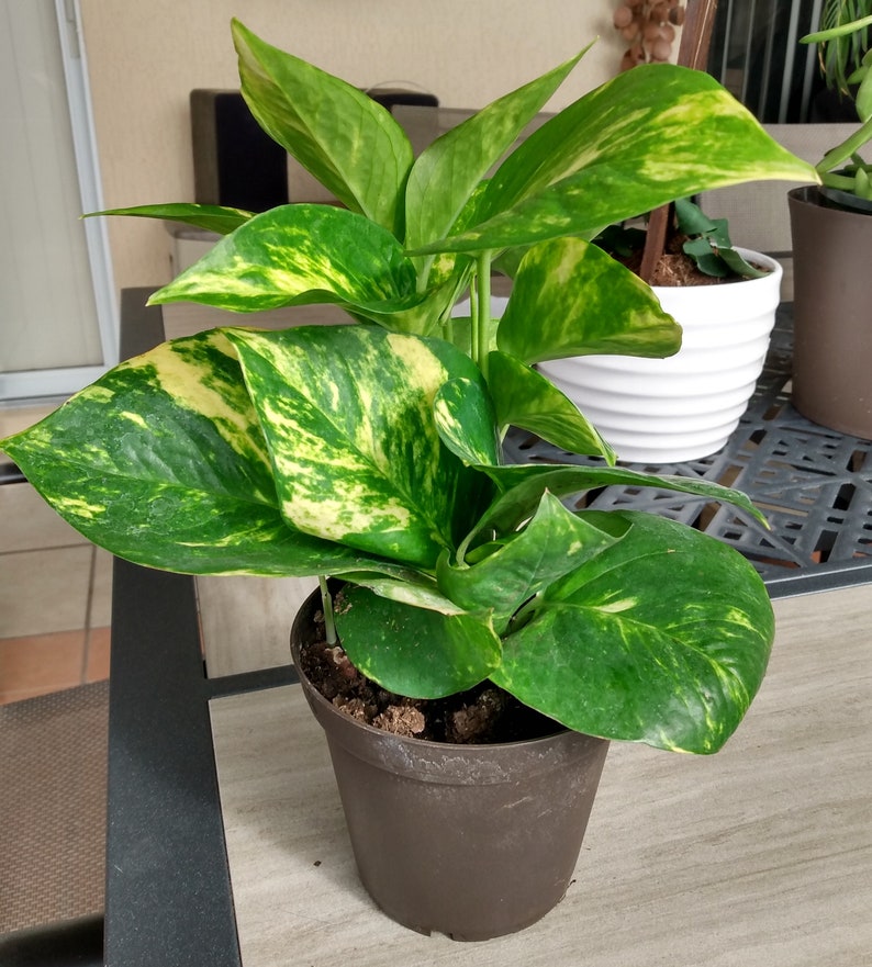 Golden Pothos Cutting Pack – Epipremnum Aureum, Low Maintenance Indoor Plant, Trailing Vine, Rooted + Free Cutting