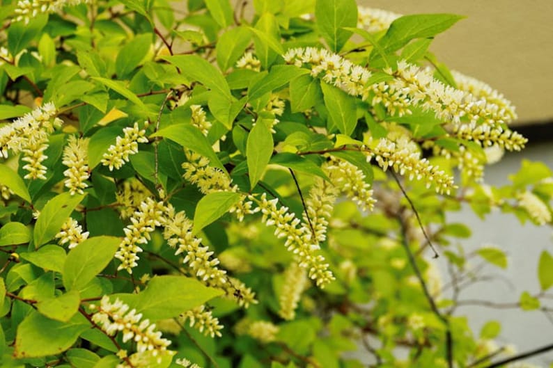 Henry's Garnet Itea Virginica Plant – 12-Inch Virginia Sweetspire Shrub in 4-Inch Container for Borders & Gardens