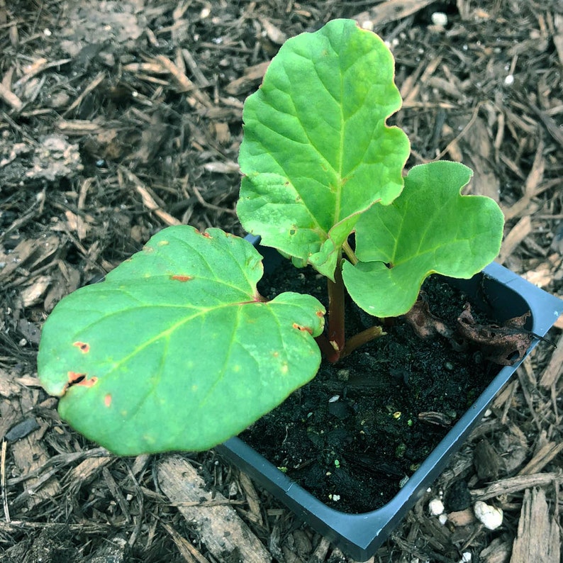 Organic Victoria Rhubarb Plant in 2.5-Inch Pot | Rheum rhabarbarum First-Year Seedling for Garden or Container