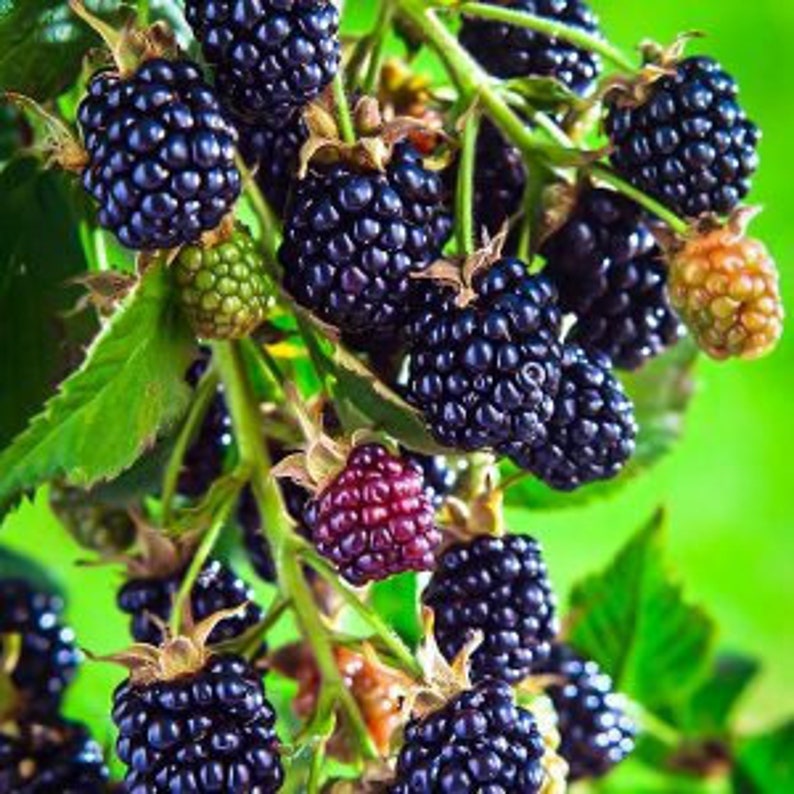 Arapaho Thornless Blackberry Plant – 24-36 Inch Live Rubus fruticosus, Disease Resistant, Early Season Berries