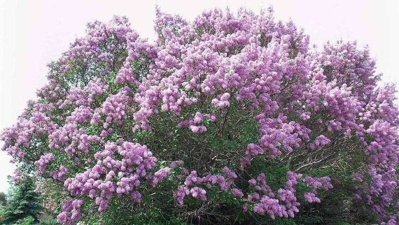 Jumbo Bare Root Purple Lilac Starts - 5 Fragrant Syringa vulgaris Bushes